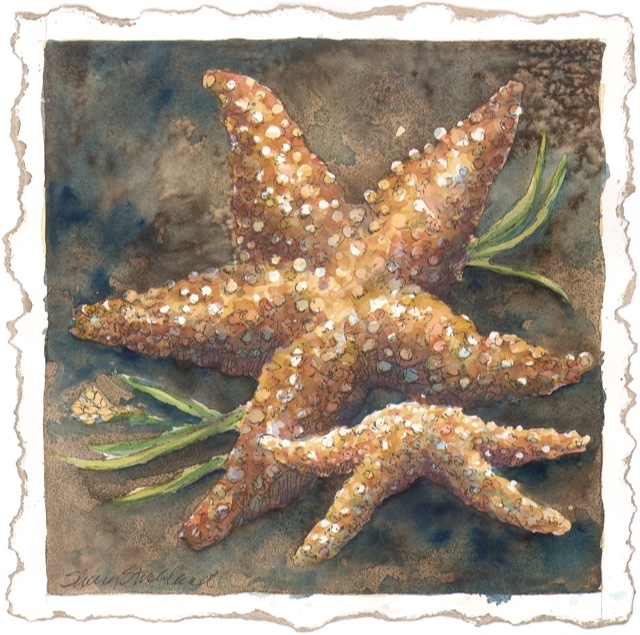 Starfish square