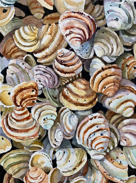SOLD (original) "Pawleys Shells" Watercolor c.2019 (vertical) giclee prints available through Thibault Gallery Beaufort, SC
